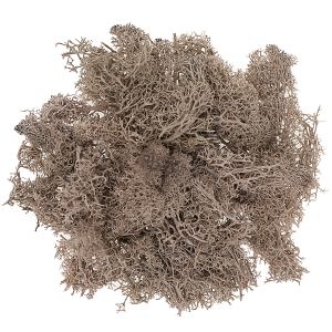 Mech naturalny dpCraft Brązowy, 30g